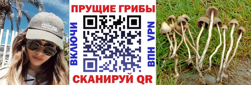 Псилоцибиновые грибы Psilocybe  где купить наркоту  Пудож 
